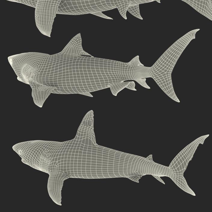 Rigged Sharks Collection 3D model