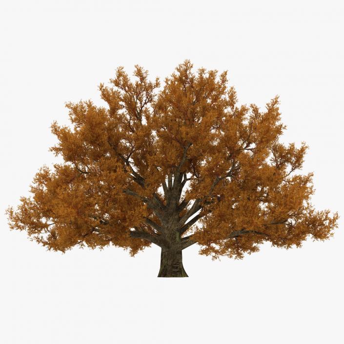 3D model Old White Oak Autumn