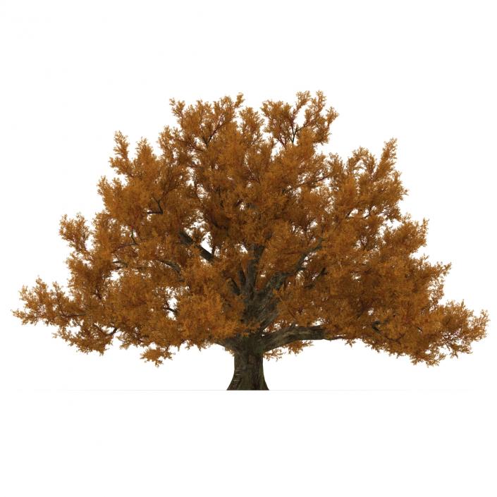 3D model Old White Oak Autumn