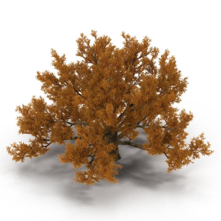 3D model Old White Oak Autumn