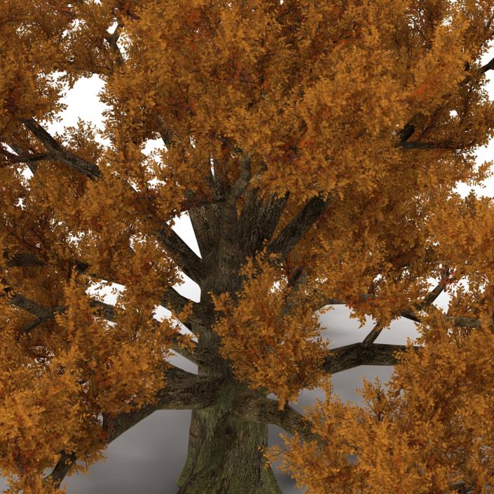 3D model Old White Oak Autumn