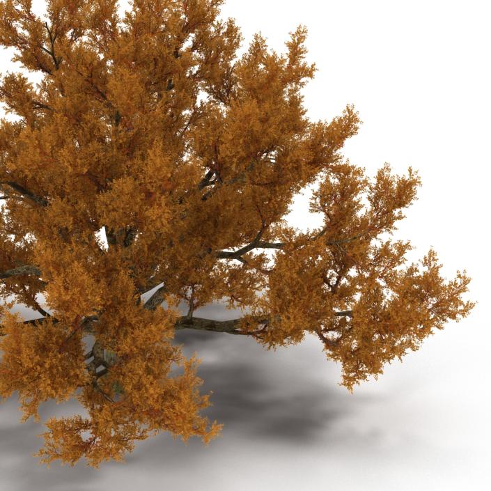 3D model Old White Oak Autumn