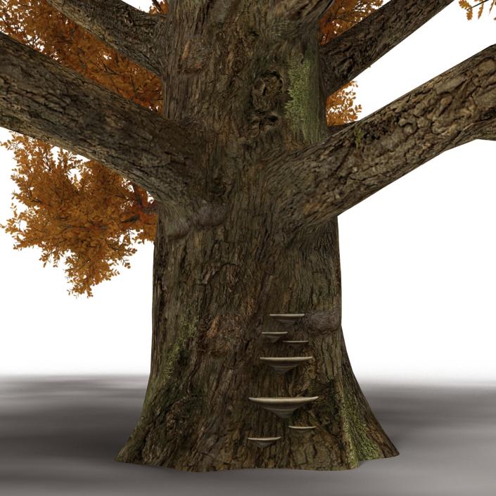 3D model Old White Oak Autumn