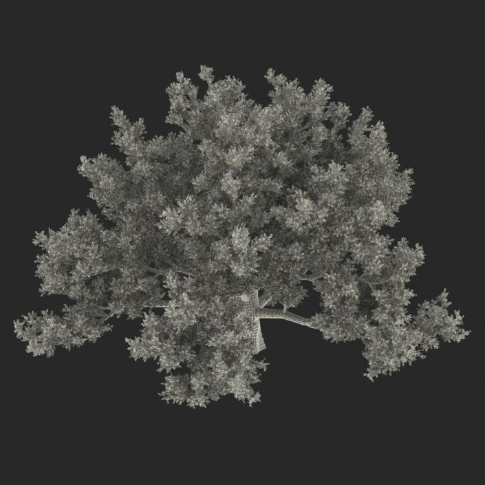 3D model Old White Oak Autumn