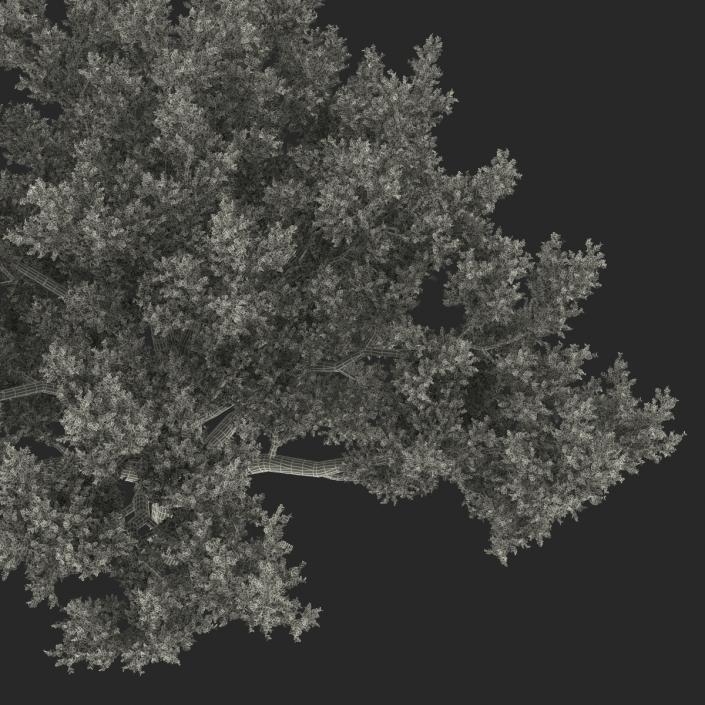 3D model Old White Oak Autumn