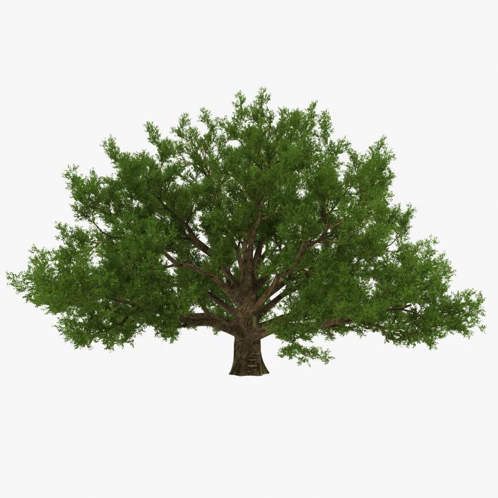 3D model Old White Oak Summer