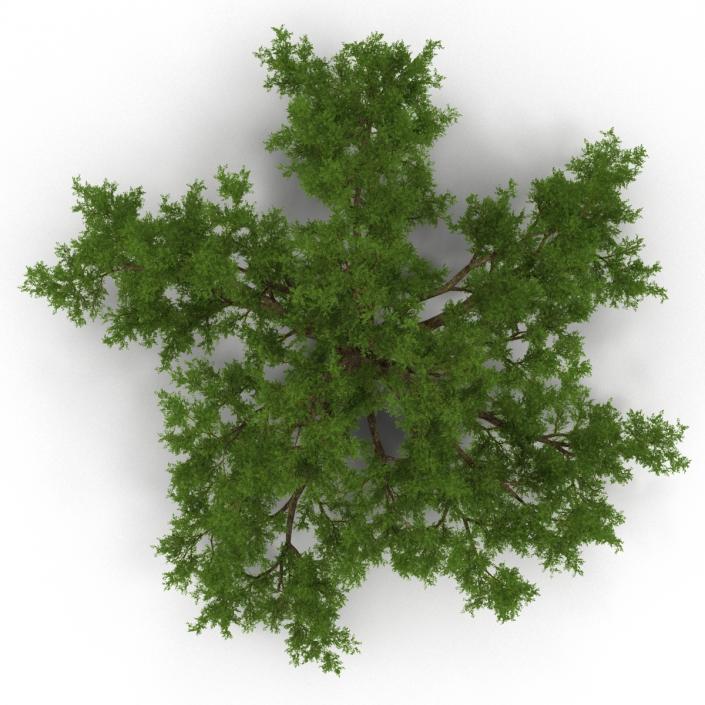 3D model Old White Oak Summer