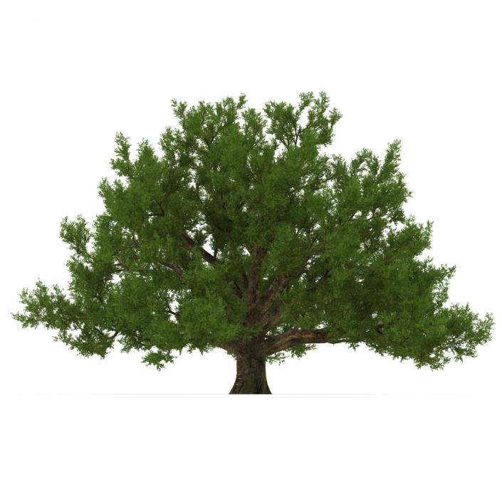 3D model Old White Oak Summer