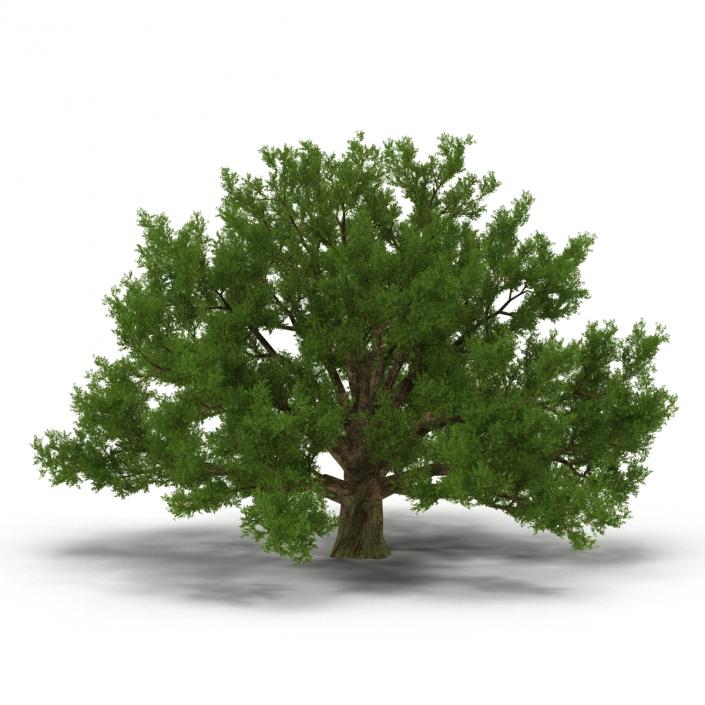 3D model Old White Oak Summer