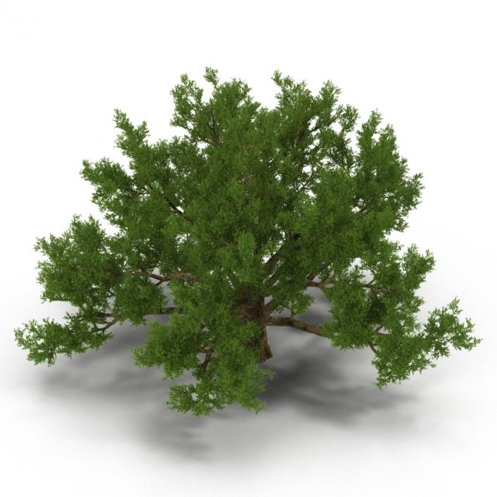 3D model Old White Oak Summer