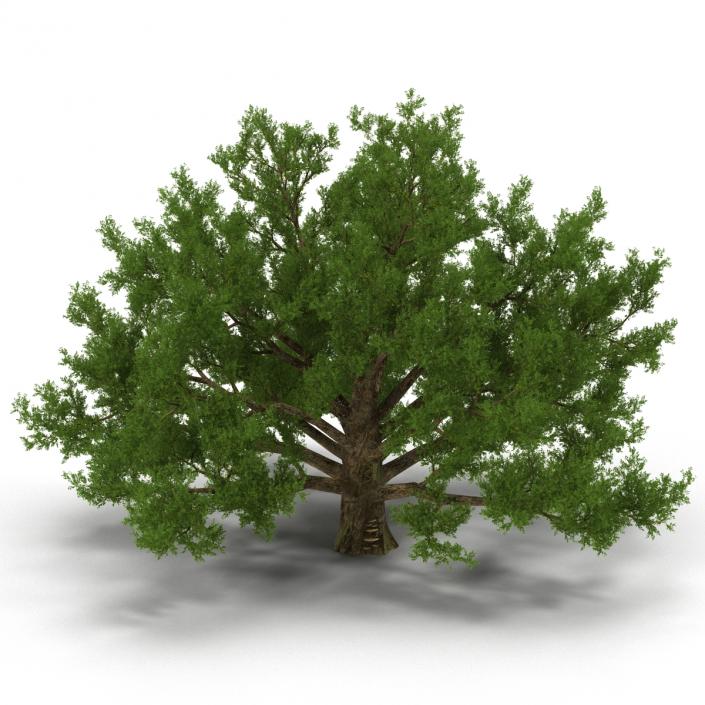 3D model Old White Oak Summer