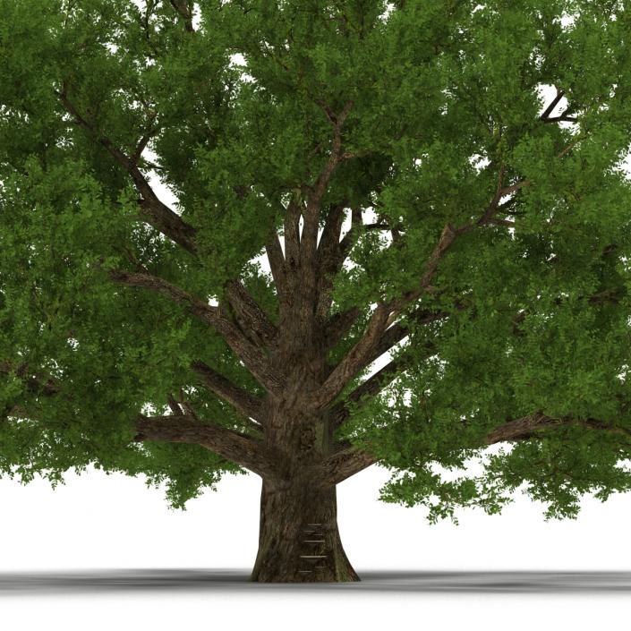 3D model Old White Oak Summer