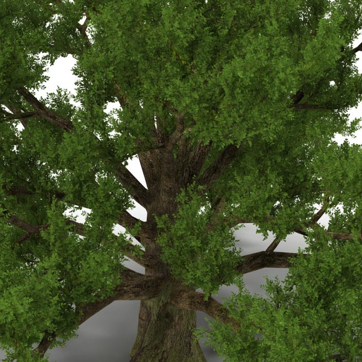 3D model Old White Oak Summer