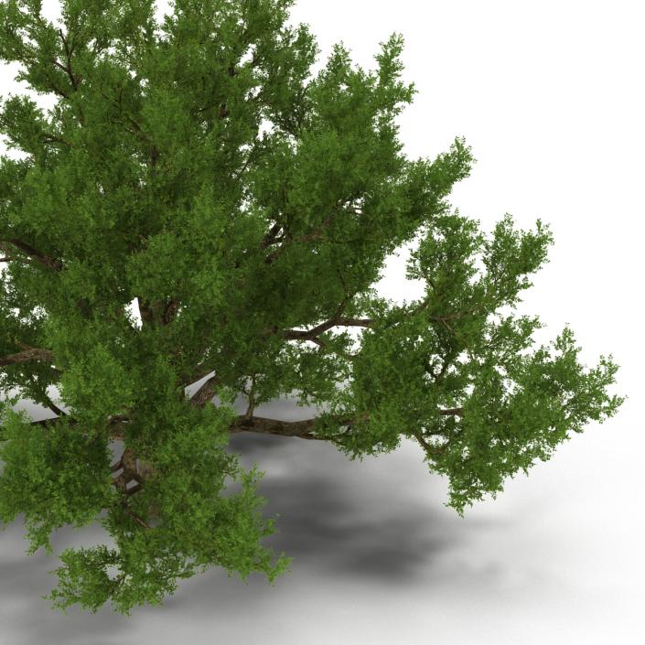 3D model Old White Oak Summer