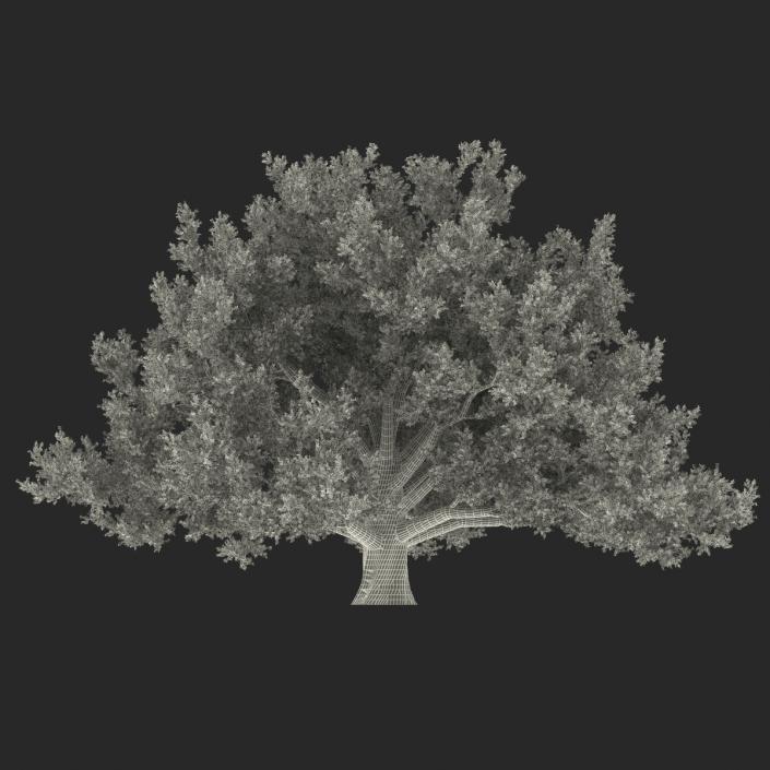 3D model Old White Oak Summer