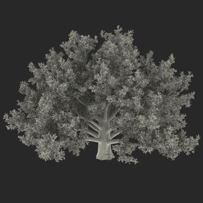 3D model Old White Oak Summer