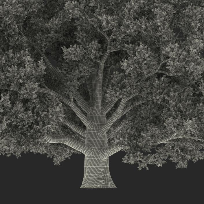 3D model Old White Oak Summer