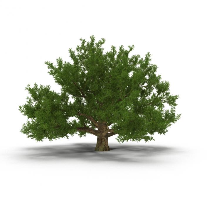 3D model Old White Oak Summer