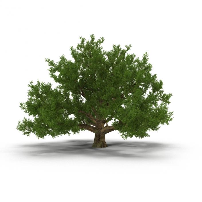 3D model Old White Oak Summer