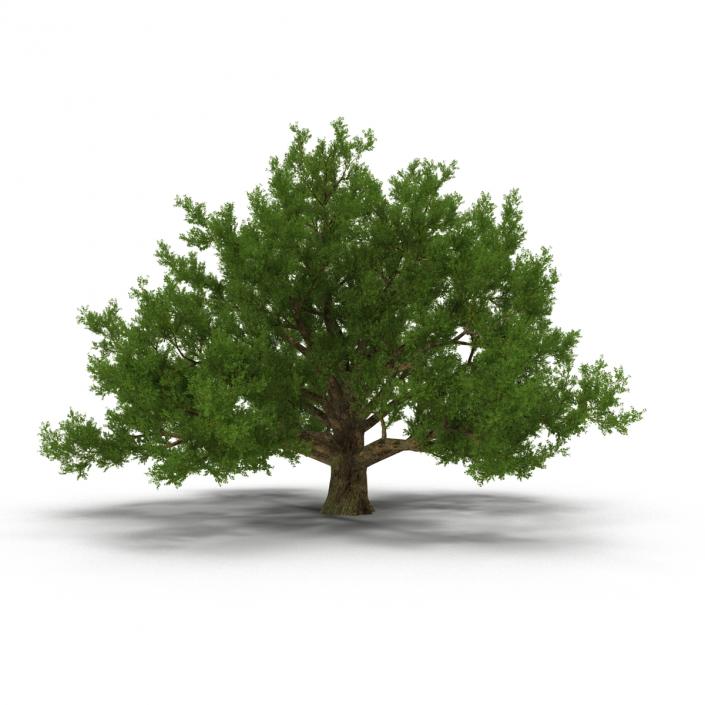 3D model Old White Oak Summer