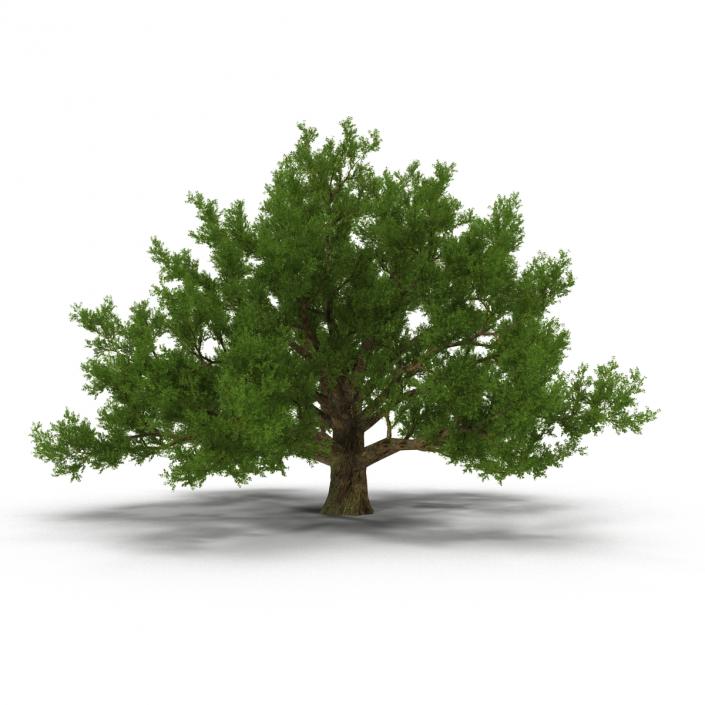 3D model Old White Oak Summer