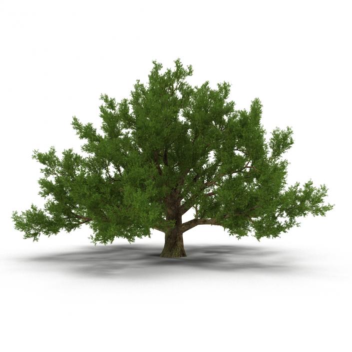 3D model Old White Oak Summer