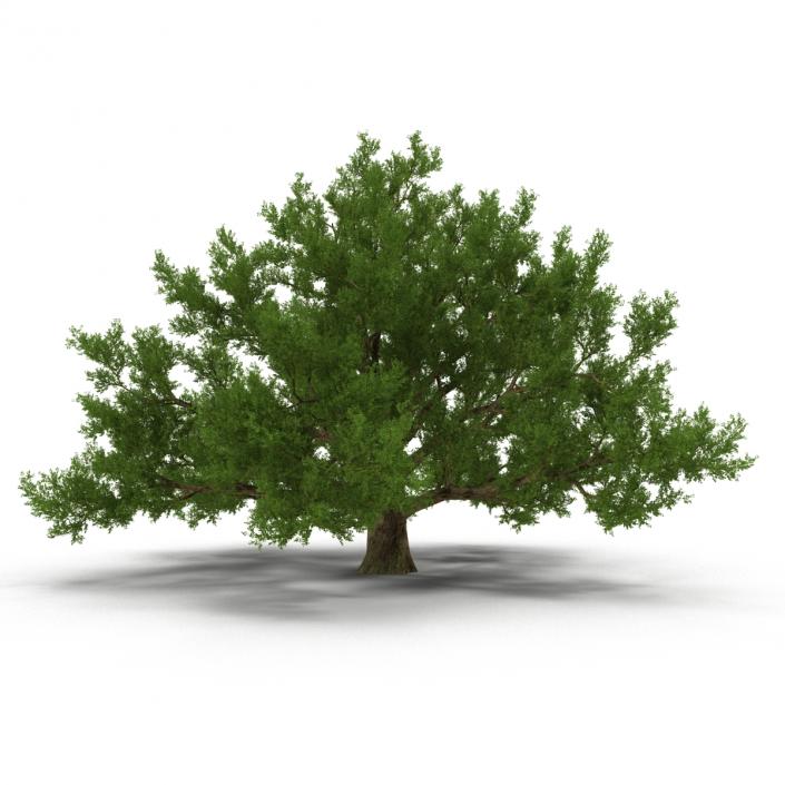 3D model Old White Oak Summer