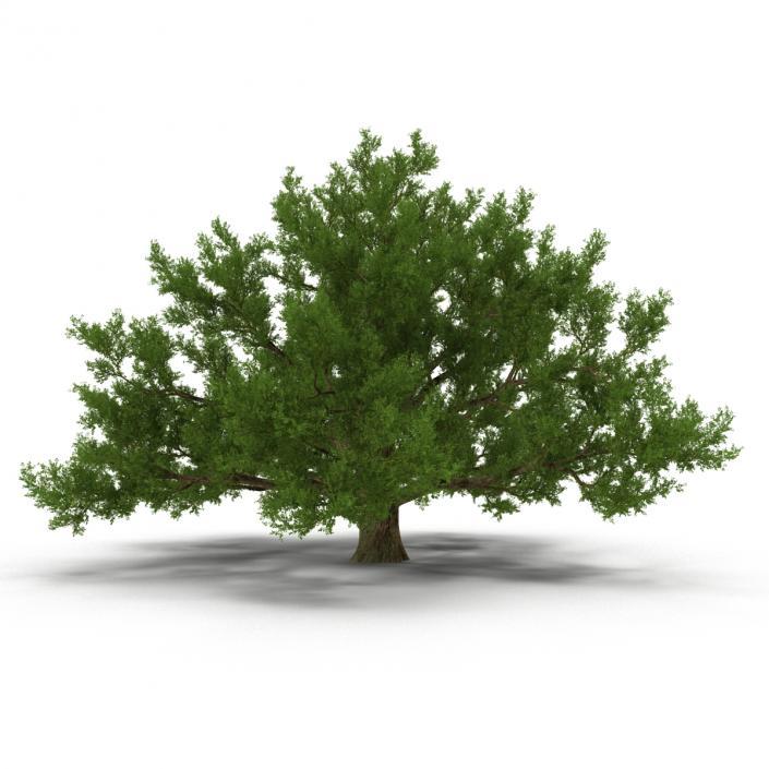 3D model Old White Oak Summer