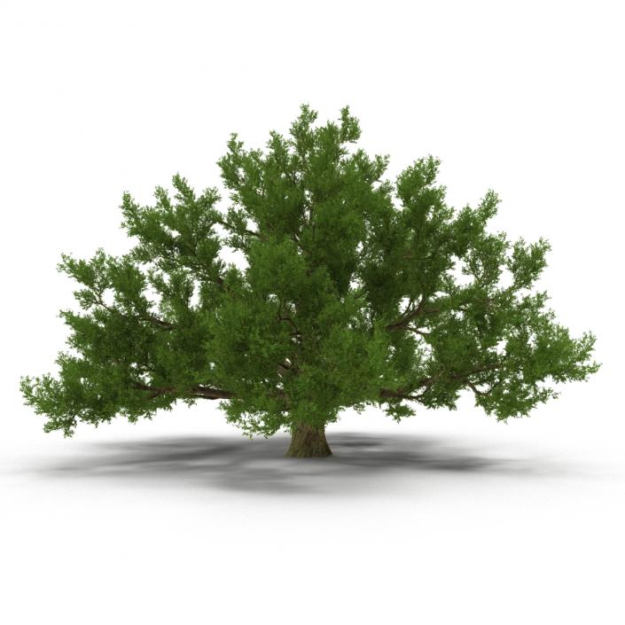 3D model Old White Oak Summer