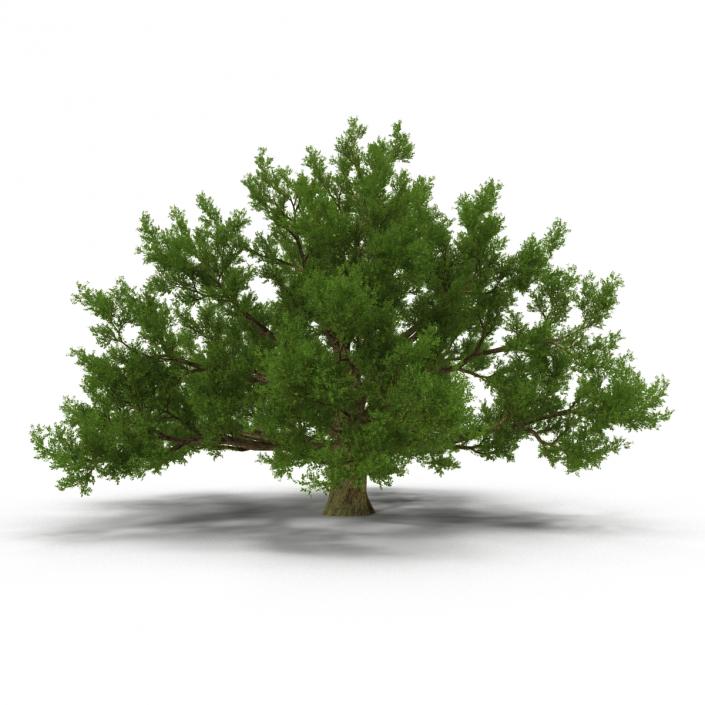 3D model Old White Oak Summer