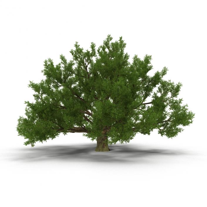 3D model Old White Oak Summer