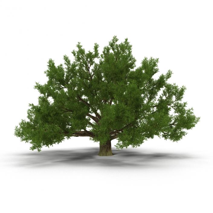 3D model Old White Oak Summer