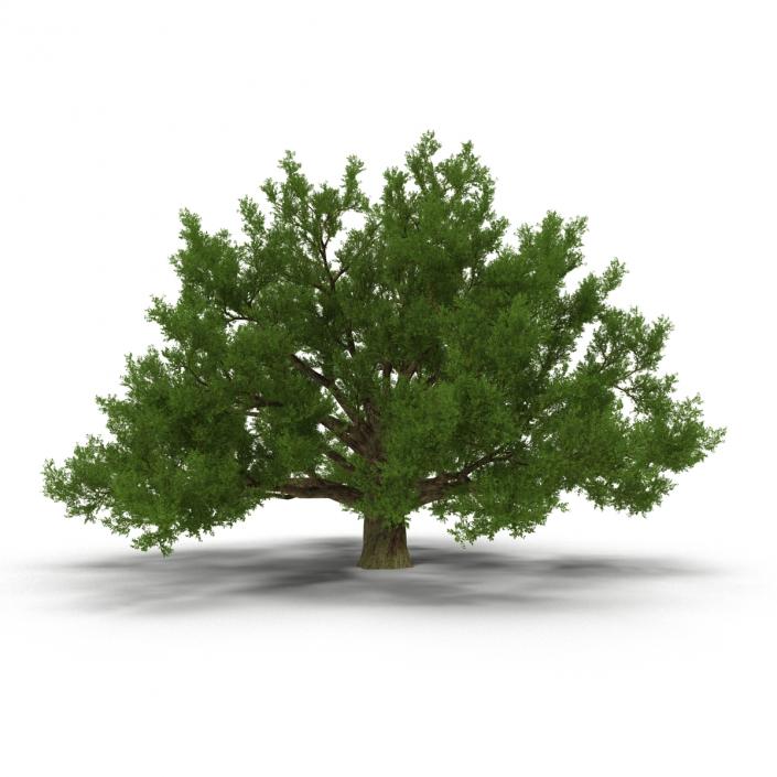 3D model Old White Oak Summer