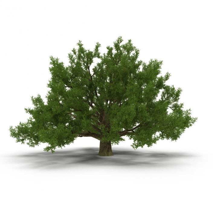 3D model Old White Oak Summer