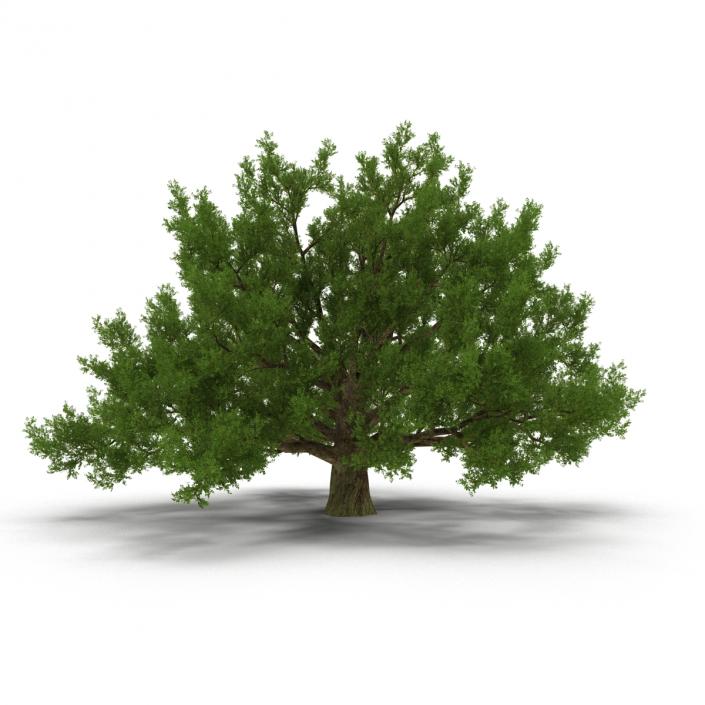 3D model Old White Oak Summer