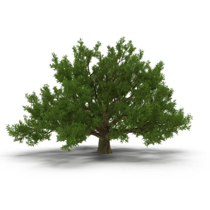 3D model Old White Oak Summer