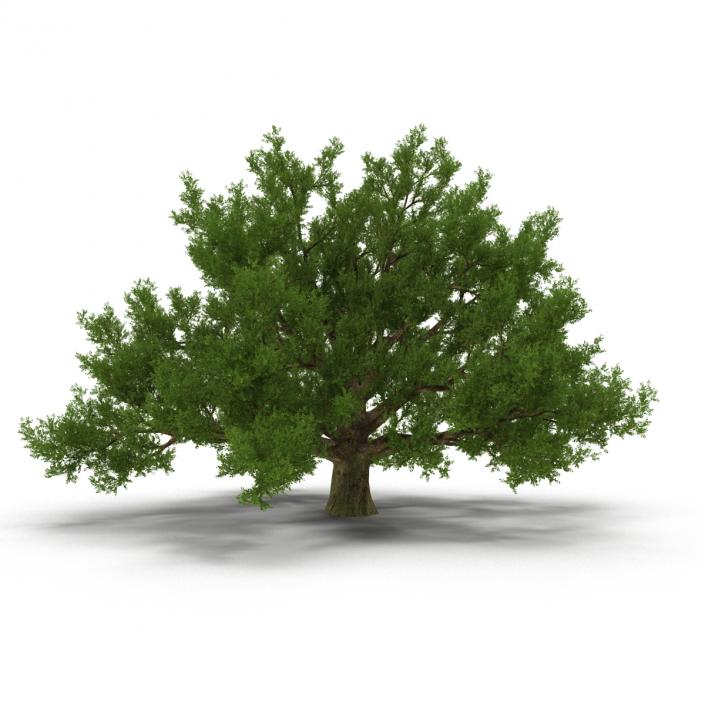 3D model Old White Oak Summer