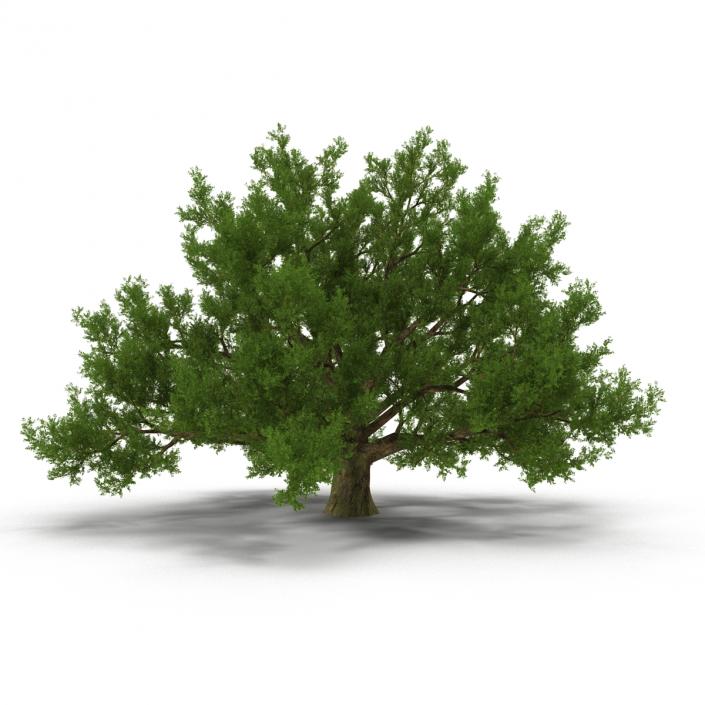 3D model Old White Oak Summer