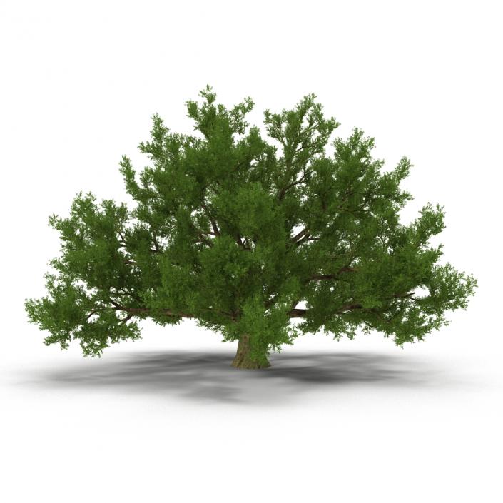 3D model Old White Oak Summer