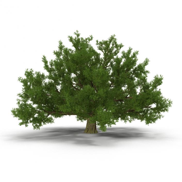 3D model Old White Oak Summer