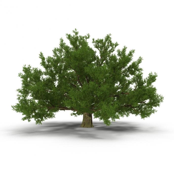 3D model Old White Oak Summer