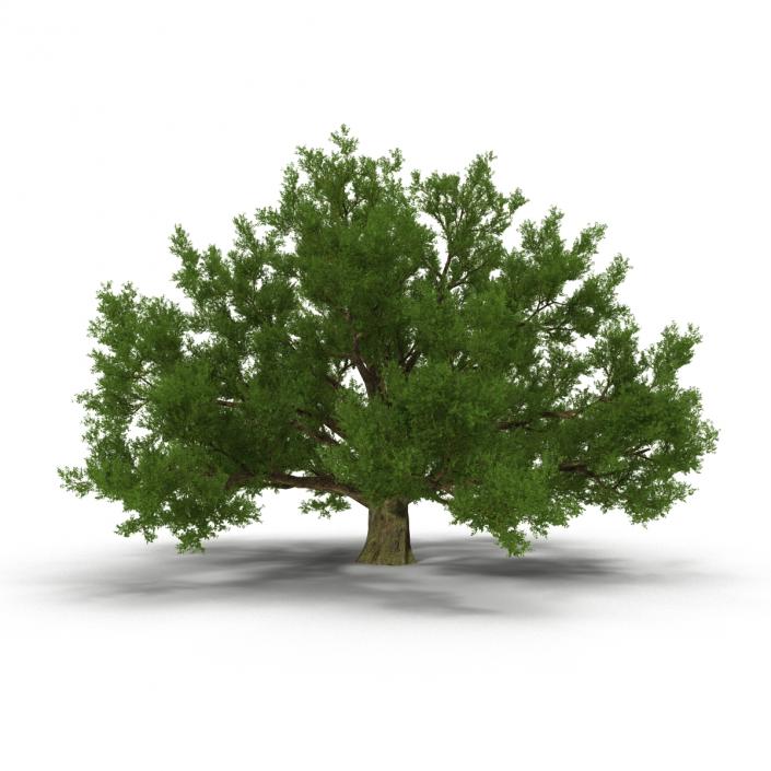 3D model Old White Oak Summer