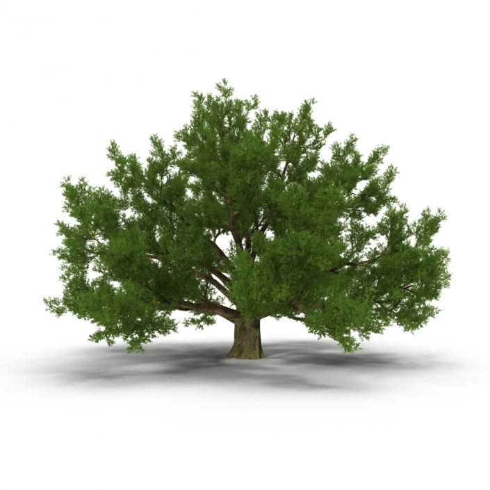 3D model Old White Oak Summer