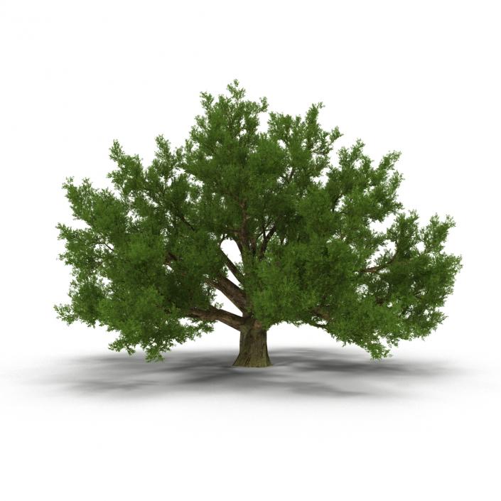 3D model Old White Oak Summer