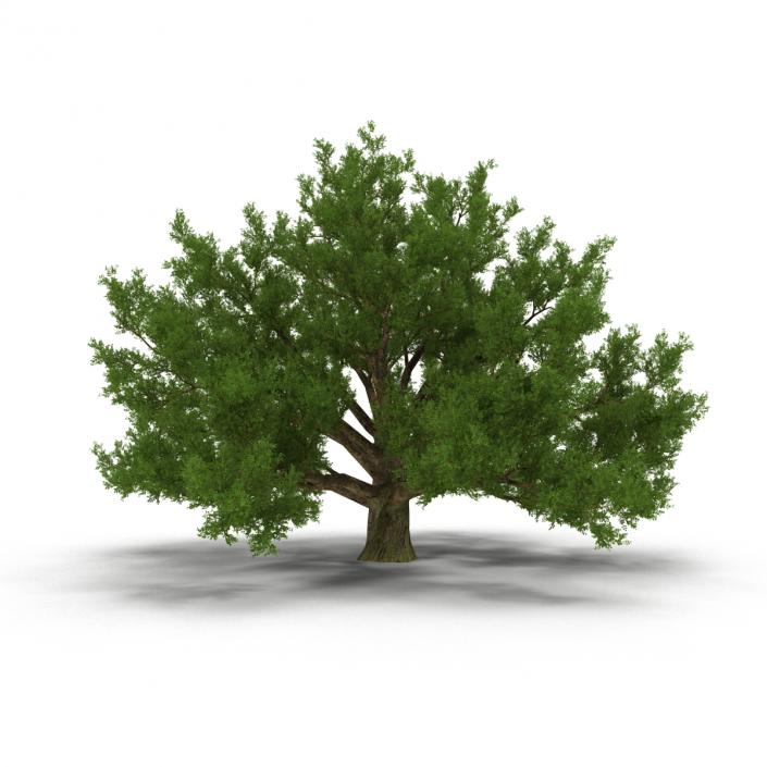 3D model Old White Oak Summer