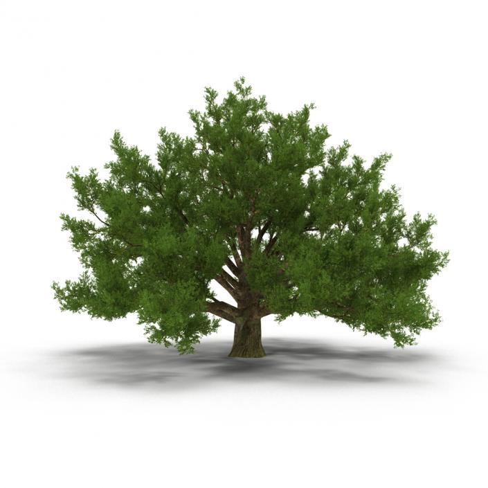 3D model Old White Oak Summer