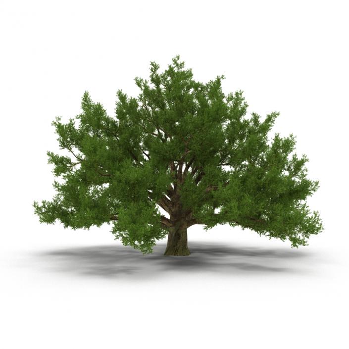 3D model Old White Oak Summer