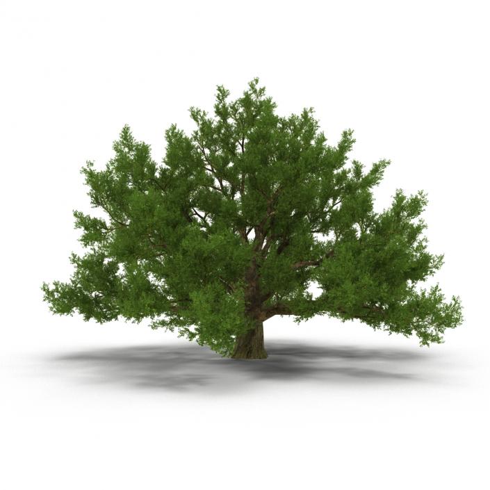 3D model Old White Oak Summer