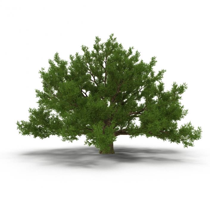 3D model Old White Oak Summer