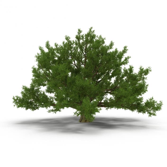 3D model Old White Oak Summer